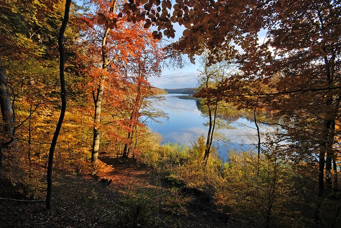 Jesienne drzewa i jezioro