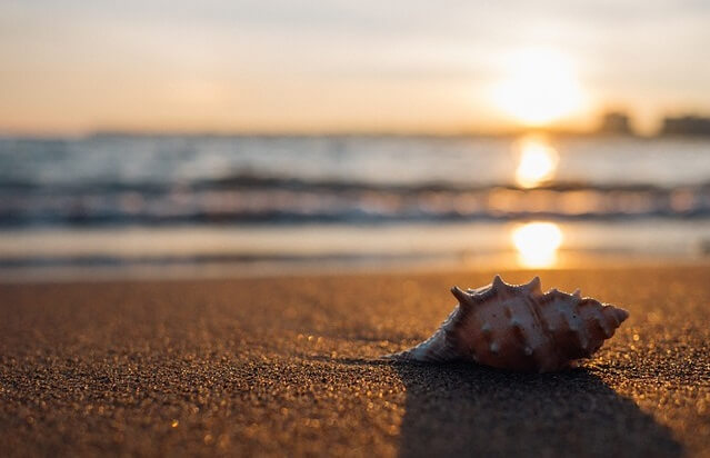 Muszla leżąca na słonecznej plaży